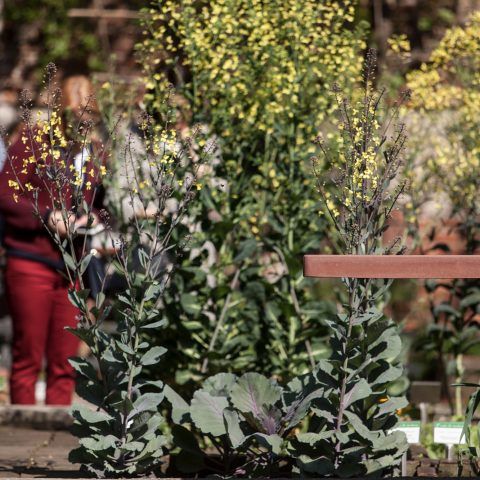 Pigmenti open-air | <strong>PIGMENTI OPEN-AIR</strong> | venue <strong>Orto Botanico di Brera, Milano, Italia</strong> | project <strong>Marco Merendi & Diego Vencato</strong> | ph © <strong>Federico Ferramola</strong>